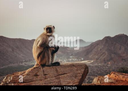 Singe Gibbon assis sur le rocher et contemplant les montagnes à Pushkar, en Inde Banque D'Images