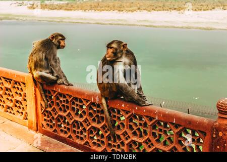 Deux singes assis sur la clôture métallique du pont, en regardant vers l'arrière avec une rivière en arrière-plan Banque D'Images