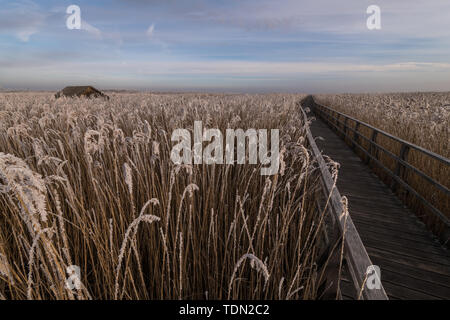 Jetty en hiver, le givre, la réserve naturelle du Federsee, Bad Schussenried Baden-Wurttemberg, Allemagne Banque D'Images