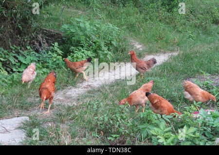 Poulet indigène Hillside Banque D'Images