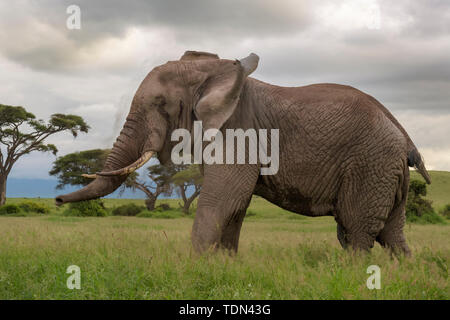 L'éléphant africain (Loxodonta africana) Bull, secouer le sable de corps, parc national d'Amboseli, au Kenya. Banque D'Images