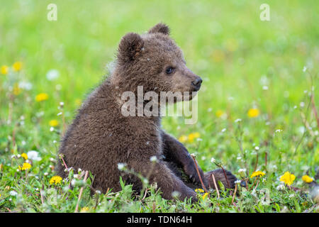 Brown Bear cub jouant sur le champ d'été. Ursus arctos in grass Banque D'Images