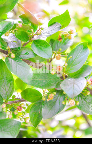 Close up des bourgeons à l'extrémité d'une branche bush commence à fleurir au printemps. Bush en fleurs avec des feuilles vertes et les fleurs rouges avec une faible profondeur de Banque D'Images