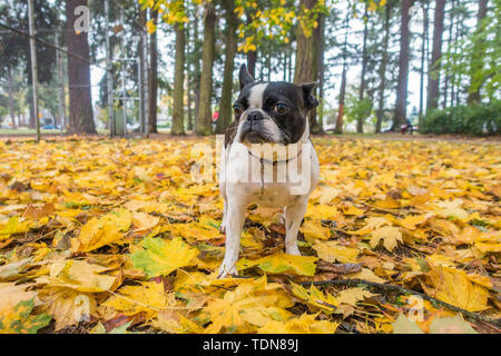 Bouledogue français. Banque D'Images