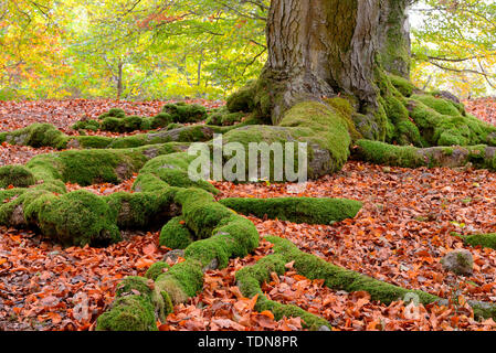 Moosbeckte Wurzeln und Buche, Fagus sylvatica, Hutewald Halloh bei Albertshausen, Bad Wildungen, Naturpark Förster, Hessen, Allemagne Banque D'Images