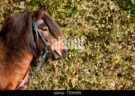 Poney Shetland, hongre, bay Banque D'Images