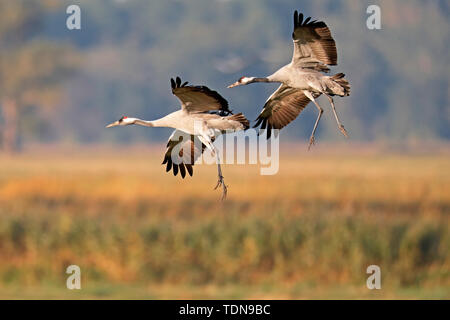 Grue cendrée (Grus grus), faune, Nationalpark Vorpommersche Boddenlandschaft, Mecklenburg-Vorpommern, Allemagne Banque D'Images