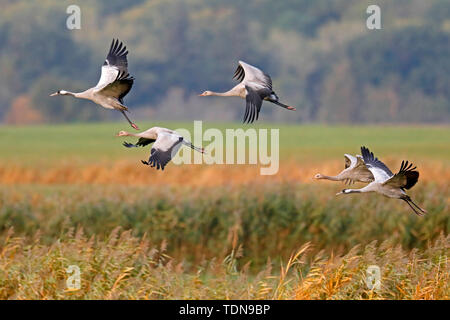 Grue cendrée (Grus grus), faune, Nationalpark Vorpommersche Boddenlandschaft, Mecklenburg-Vorpommern, Allemagne Banque D'Images