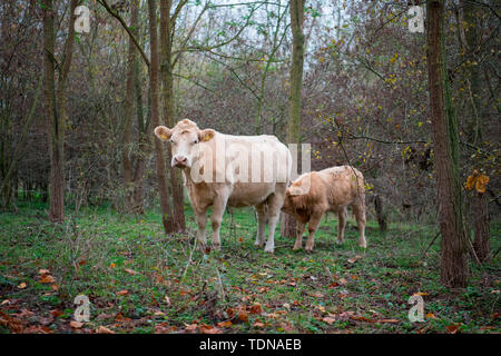 Free-range les bovins domestiques, vache et son veau, Bislicher Insel, Nordrhein-Westfalen, Germany, Europe Banque D'Images