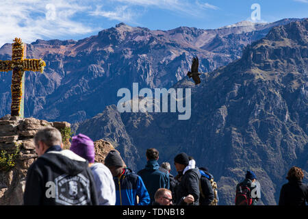 Condors voler très tôt le matin le long du Canyon Colca à la Cruz de Condor, le Pérou, Amérique du Sud Banque D'Images