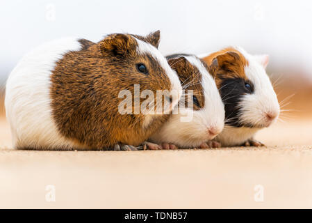 Trois cochons entassés à somnoler. Banque D'Images