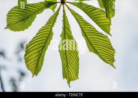 Les feuilles sont marron vert comme un ventilateur sur le fond d'un ciel clair. Banque D'Images