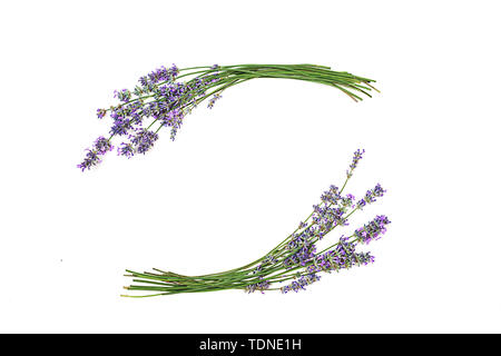 Bouquet de fleurs de lavande sur un fond blanc. Banque D'Images