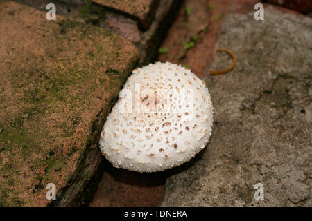 Le parasol à spores vertes (molybdite de chlorophyllum), aussi appelé faux parasol, lépiota à spores vertes et vomistre, est un champignon toxique répandu Banque D'Images