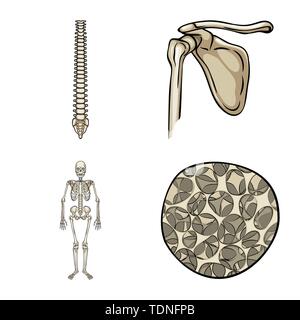 Fémur,appareil locomoteur ostéoporose,dos,,bassin,scientifique,cell,,chiropratique,hanche,squelettique,tissus,base,pelvien,conjonctif moelle,body,jambe,cartilage crâne,structure,posture,chirurgie,sain,fibres,bois flotté,tendon,dommage,mouvement,os,squelette,anatomie,des,organes,médical,médecine,clinique,biologie,,set,icône,,illustration,collection,isolé,design,graphisme,élément signe,caricature,couleur,vecteurs vecteur , Illustration de Vecteur