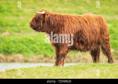 Gros plan du rouge brun, Highland cattle race bovine écossaise (Bos taurus) avec de longues cornes marche à travers bruyère dans la lande. Banque D'Images