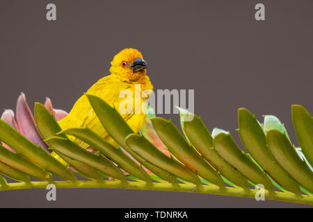 L'oiseau mâle Golden Weaver Ploceus subaureus est commun à partir du Kenya à l'Eastern Cape et en tant que loin à l'intérieur des terres comme le Malawi. Habite les plaines côtières, river Banque D'Images