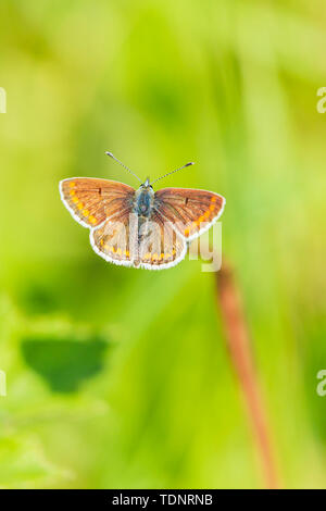 Close up of a butterfly, argus brun Aricia agestis, reposant sur la végétation Banque D'Images