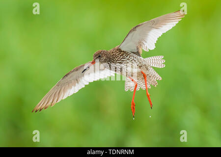 Beau chevalier gambette Tringa totanus bird flying. Ces oiseaux échassiers eurasienne sont communs éleveurs dans la prairie d'agraric aux Pays-Bas. Banque D'Images