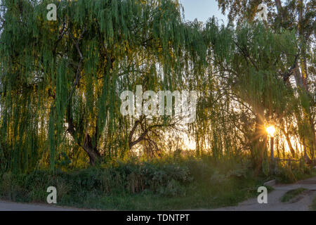 Sun shining through willow tree tôt le matin Banque D'Images