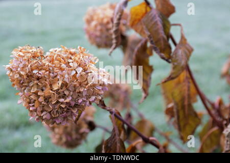 Libre d'un séchage à l'hydrangea capitule sur un fond d'herbe vert bleuté givré Banque D'Images