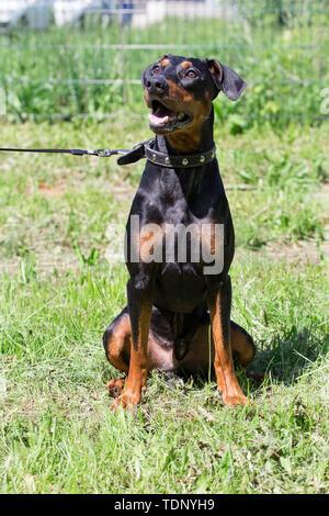 Pinscher allemand chiot est assis sur un pré vert. Animaux de compagnie. Chien de race pure. Banque D'Images