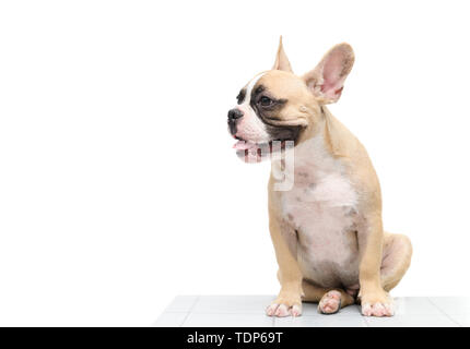 Mignon bouledogue français assis sur table isolé sur fond blanc, animal et animal concept Banque D'Images
