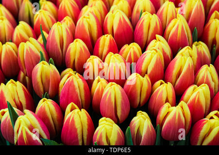 Détail de belles tulipes jaune rouge photographié dans les jardins de Keukenhof néerlandais. Photo d'en haut. Keukenhof est une attraction touristique majeure dans la région de Pays-bas. Holland concept, fleurs étonnantes. Banque D'Images