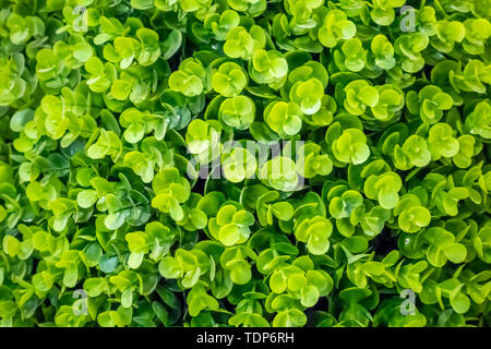 Un grand livre vert de l'herbe à quatre feuilles. Banque D'Images