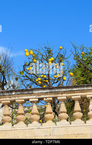 La capture photo verticale avec citronnier citrons mûrs sur terrasses historiques à proximité de l'église de Santa Lucia sur la Piazza Duomo Square de l'île de Ortigia, Syracuse, Sicile, Italie. Ciel bleu. Lieu populaire. Banque D'Images