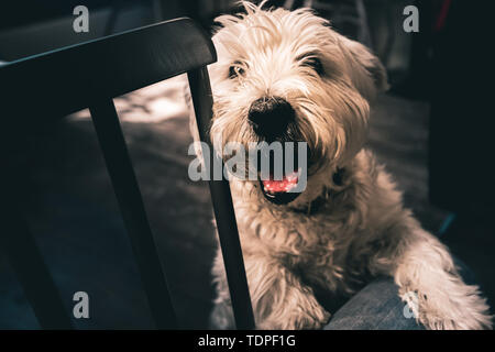 Un sourire heureux vieux Westie se dresse sur le dos les jambes avec sa patte sur la jambe c'est propriétaire Banque D'Images