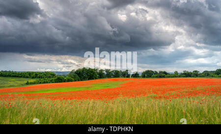 Aydon Château champs de coquelicots en pleine floraison ; Hexham, Northumberland, Angleterre Banque D'Images