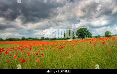 Aydon Château champs de coquelicots en pleine floraison ; Hexham, Northumberland, Angleterre Banque D'Images