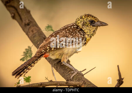 Usambiro usambiro (Trachyphonus darnaudii barbet) sur des perchoirs en direction de profil, le Parc National du Serengeti, Tanzanie Banque D'Images