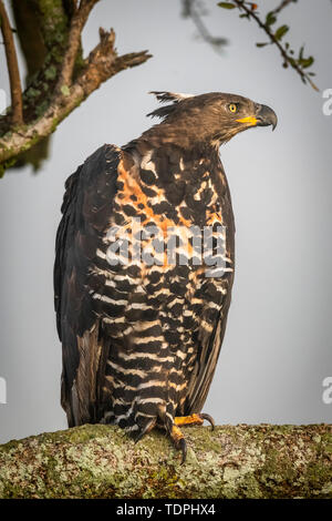 Aigle couronné d'Afrique (Stephanoaetus coronatus) dans l'arbre est tournée vers la droite, le Parc National du Serengeti, Tanzanie Banque D'Images