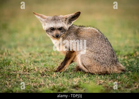 Bat-eared fox (Otocyon megalotis) est assis sur l'herbe regardant l'appareil photo, le Parc National du Serengeti, Tanzanie Banque D'Images