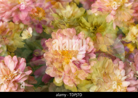 Nature fleurs nature plantes fleurs fleur avec des pétales et des bouquets de fleurs dans le jardin. La couleur du jardin et la couleur des feuilles. La saison estivale est lumineux. Personne n'a chrysanthèmes. Beaux ornements (architecture) Le livre vert de roses plantes sont plein de vitalité Banque D'Images