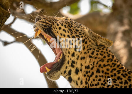 Close-up de Leopard (Panthera pardus) Le bâillement montrant les dents jaunes, le Parc National du Serengeti, Tanzanie Banque D'Images