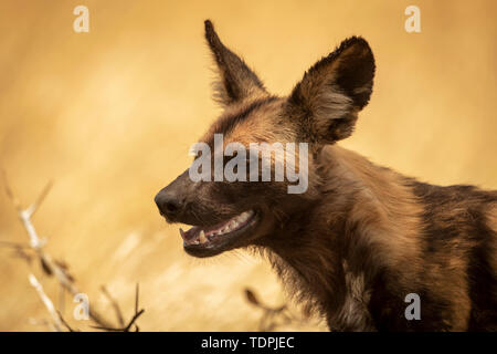 Close-up of wild dog (Lycaon pictus) avec la bouche ouverte, le Parc National du Serengeti, Tanzanie Banque D'Images