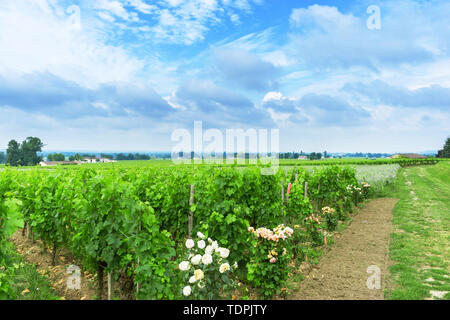 Vigne de raisins immatures dans un coin de campagne Banque D'Images