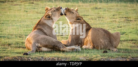 Deux lionnes (Panthera leo) lèchent, Parc National de Serengeti, Tanzanie Banque D'Images