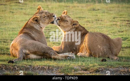 Deux lionnes (Panthera leo) lèchent, Parc National de Serengeti, Tanzanie Banque D'Images