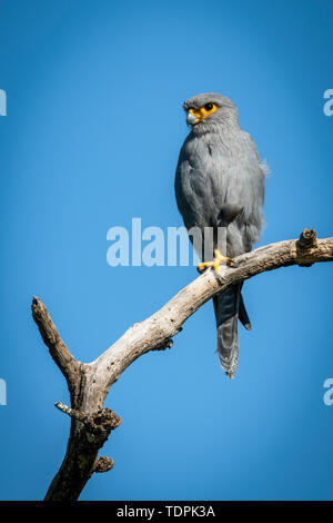 Gray crécerelle (Falco ardosiaceus) sur une jambe sur la branche, le Parc National du Serengeti, Tanzanie Banque D'Images