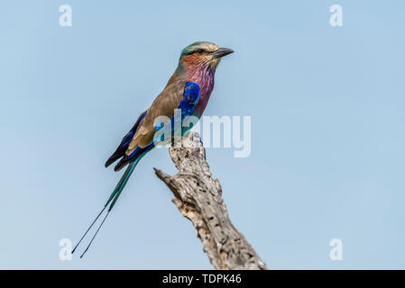 Lilac-breasted roller (Coracias caudatus) dans le profil sur branche morte, le Parc National du Serengeti, Tanzanie Banque D'Images