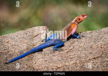 Homme lézard Agama agama mwanzae (soleil) lui-même sur la roche, le Parc National du Serengeti, Tanzanie Banque D'Images