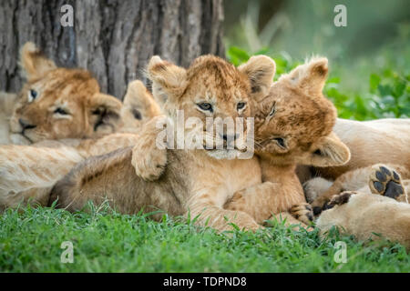 Lion (Panthera leo) le cub mord sous l'arbre, parc national du Serengeti; Tanzanie Banque D'Images