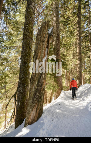 Femme en raquettes sur les sentiers de raquettes de montagne chien dans la région de North Vancouver ; Vancouver, Colombie-Britannique, Canada Banque D'Images