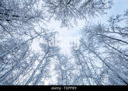 Les arbres sans feuilles en hiver avec ciel bleu nuages peeking through ; Thunder Bay, Ontario, Canada Banque D'Images