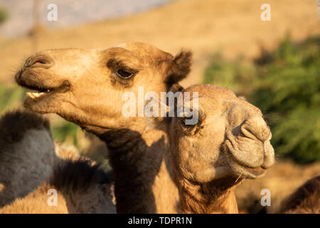 Close-up de deux chameaux au marché du bétail lundi ; Keren, région d'Anseba, Erythrée Banque D'Images