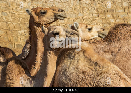 Close-up de chameaux au marché du bétail lundi ; Keren, région d'Anseba, Erythrée Banque D'Images